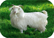 Одеяла из шерсти кашемировых коз (Кашемир)