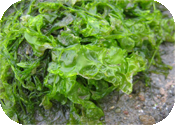 Одеяла морские водоросли