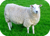 Одеяла овечья шерсть
